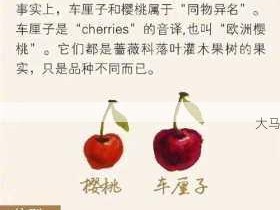 黄金车厘子与红车厘子的差异解析：全面对比两种车厘子的特点